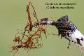 Coprinopsis strossmayeri-amf1949-cordons